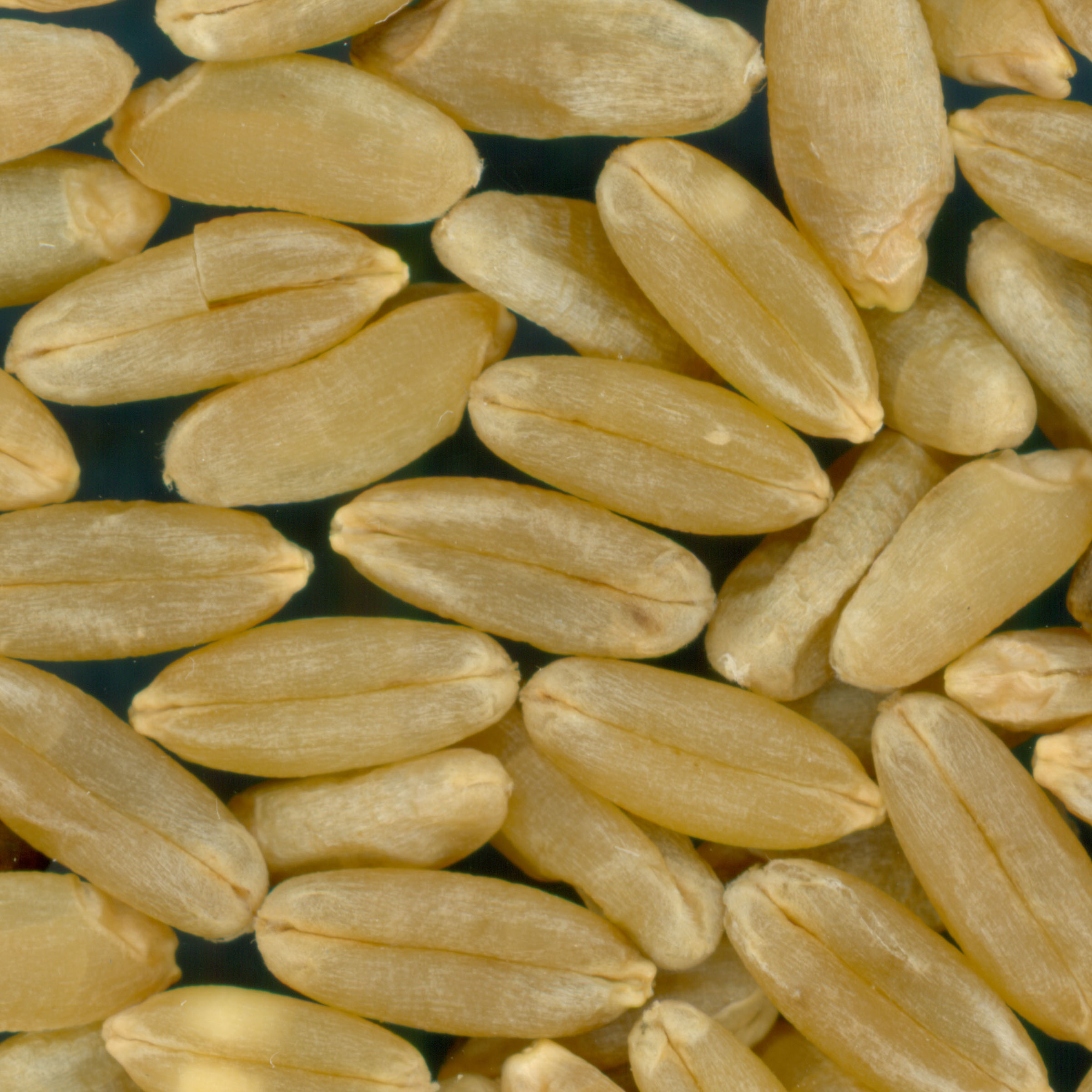 KERNELS
